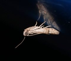 Copamyntis leptocosma