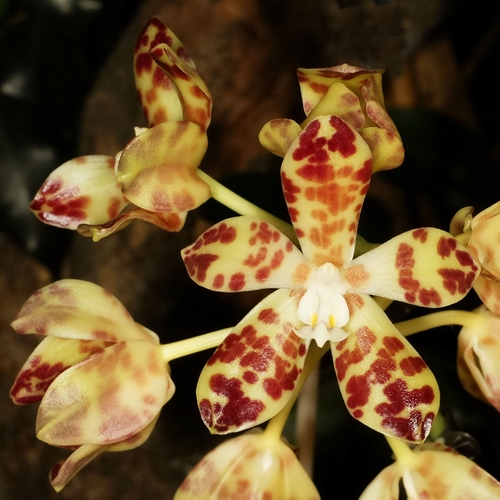 Phalaenopsis doweryensis