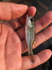 Micropterus punctulatus