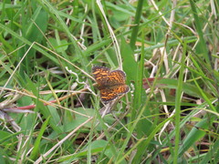 Phyciodes graphica graphica