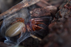 Dysdera crocata