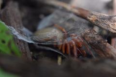 Dysdera crocata