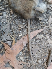 Antechinus