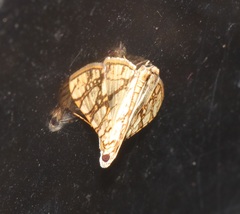 Glyphodes caesalis