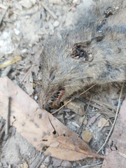 Antechinus