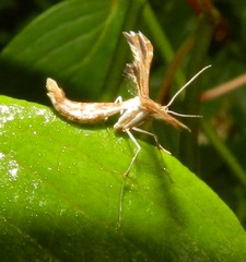Oxyptilini