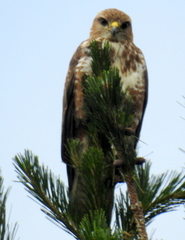 Buteo trizonatus
