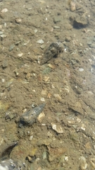 Zeacumantus lutulentus