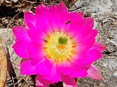 Echinocereus armatus