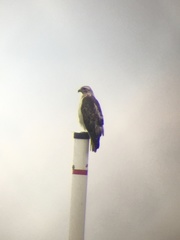 Buteo jamaicensis