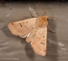 Dichagyris variabilis