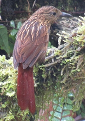 Thripadectes flammulatus