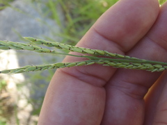 Eriochloa acuminata
