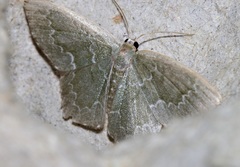 Maxates hemitheoides-lactipuncta-microdonta