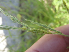 Eriochloa acuminata