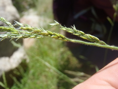 Eriochloa acuminata