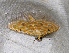 Notarcha aurolinealis