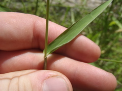 Eriochloa acuminata