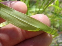 Eriochloa acuminata