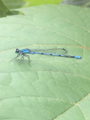 Hagen's Bluet photo 5