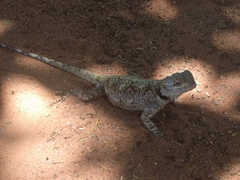 Acanthocercus atricollis