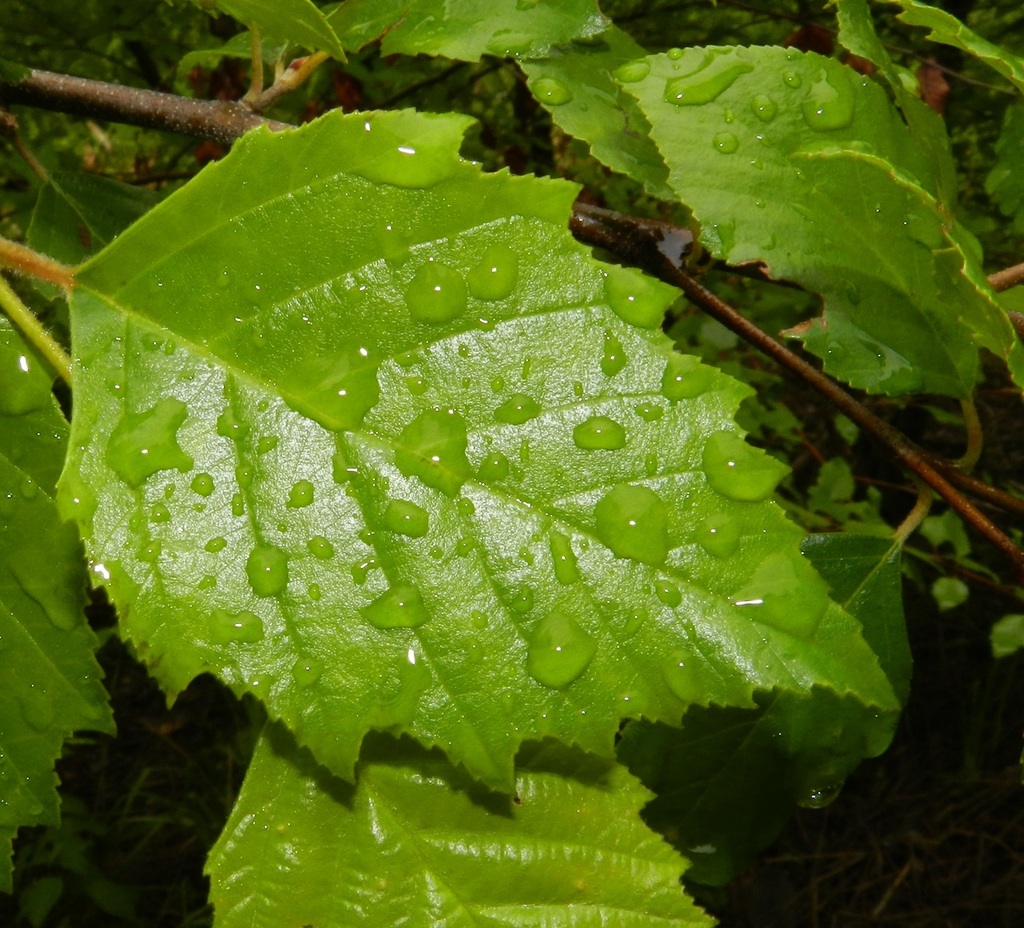 River birch » Holden Forests & Gardens