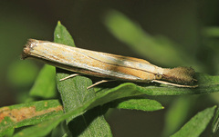 Agriphila aeneociliella