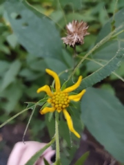 Verbesina alternifolia