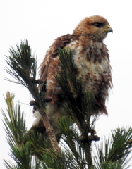 Buteo trizonatus