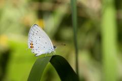 Cupido argiades hellotia