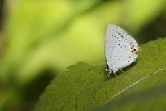 Cupido argiades hellotia