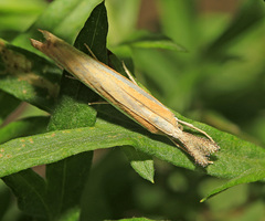 Agriphila aeneociliella