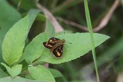 Potanthus confucius confucius