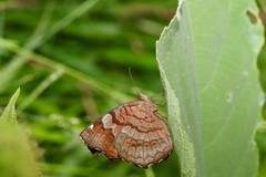 Ariadne ariadne pallidior