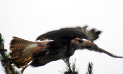 Buteo trizonatus