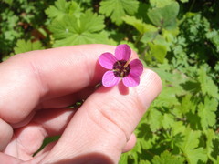 Geranium procurrens