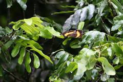 Yoma sabina podium