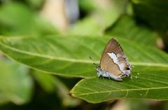 Horaga albimacula triumphalis