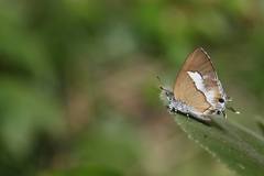 Horaga albimacula triumphalis