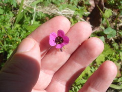Geranium procurrens