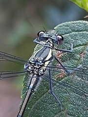 Austroargiolestes isabellae