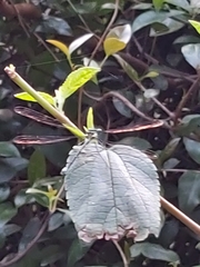 Austroargiolestes isabellae