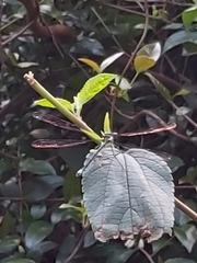 Austroargiolestes isabellae