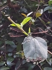 Austroargiolestes isabellae