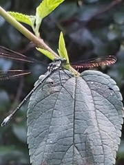 Austroargiolestes isabellae