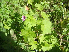 Geranium procurrens