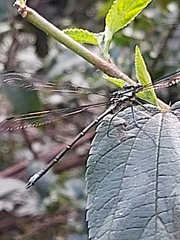 Austroargiolestes isabellae