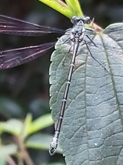 Austroargiolestes isabellae