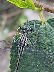 Austroargiolestes isabellae