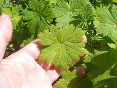 Geranium procurrens